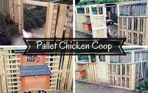 Simple Pallet Chicken Coop
