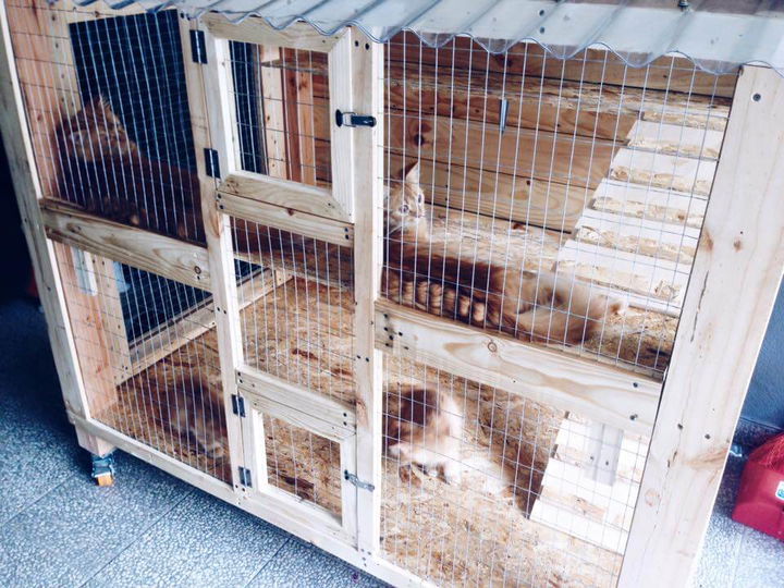 Pallet cat hot sale enclosure