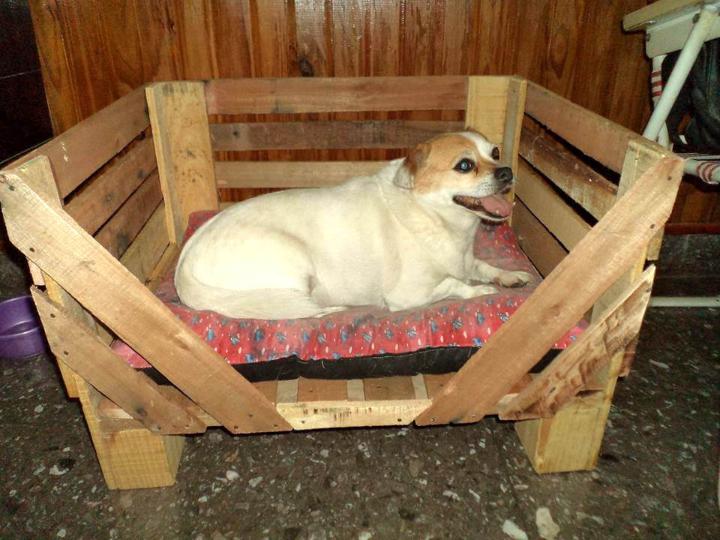 40+ Diy Pallet Dog Bed Ideas - Don'T Know Which I Love More - Easy Pallet  Ideas