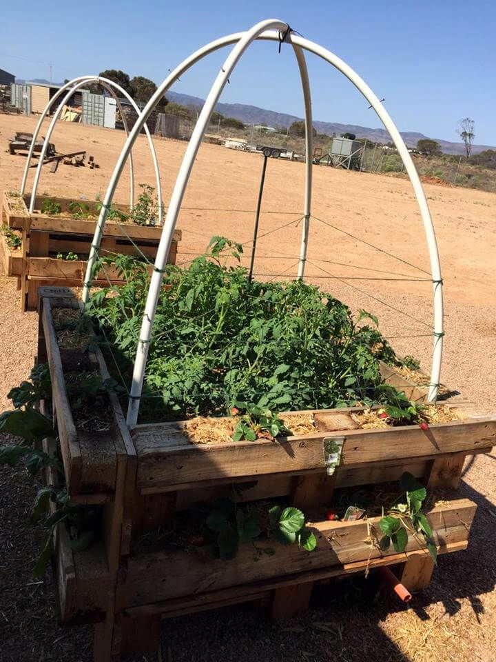 Green House Made with Pallets Easy Pallet Ideas