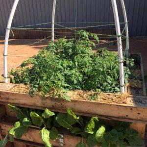 handcrafted wooden pallet greenhouse